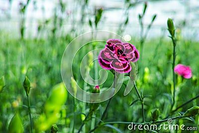 Ð¡ultivation of Dianthus caryophyllus, theÂ carnation flowering Stock Photo